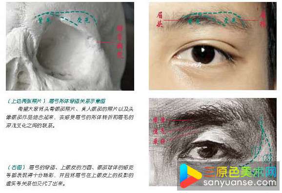 眼睛骨骼结构