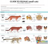 猫科动物百科全书